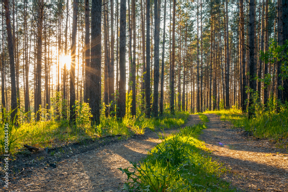 Fototapeta premium sunset in the forest