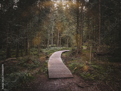 Wooden pedestrian path over forest of the lispach lake, "lac de lispach", in the vosges mountains in France