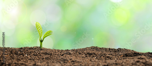Small young plant seedling on soil with green bokeh background.