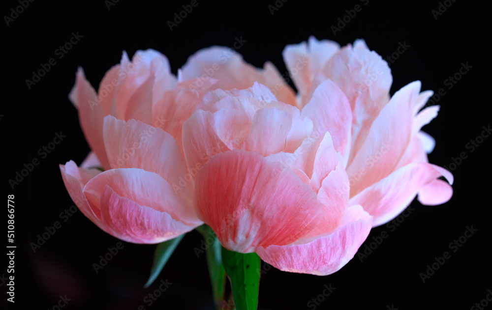 Pink peony flower close up. Flower background