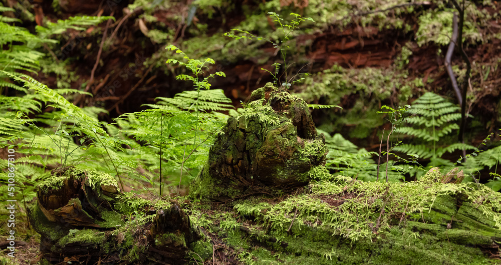 Tree Bark with moss. Close up background. British Columbia, Canada. Rainforest Tree Bark with moss. Close up background. British Columbia, Canada. Rainforest