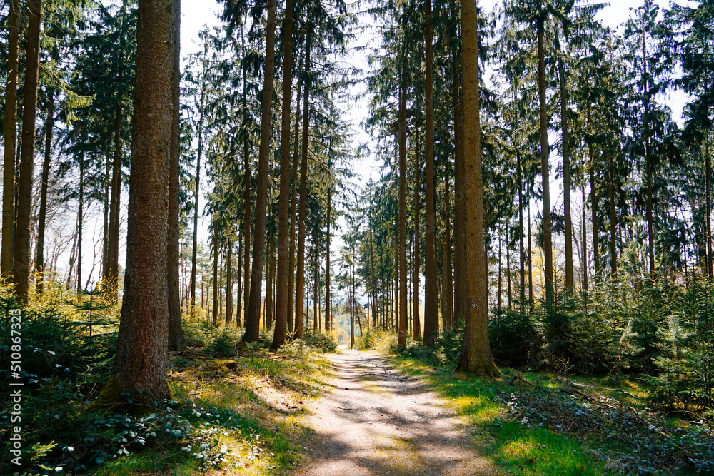 Forest near Oerlinghausen, North Rhine Westphalia. Natural forest area in Germany. Hiking in nature. Landscape in spring.