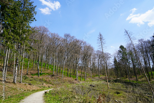 Forest near Oerlinghausen, North Rhine Westphalia. Natural forest area in Germany. Hiking in nature. Landscape in spring. photo