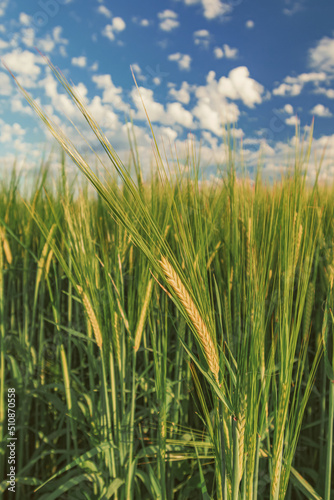 Green wheat under blue sky with clouds