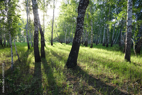 Birch forest