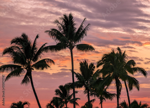 palm trees at sunset on big island of Hawaii