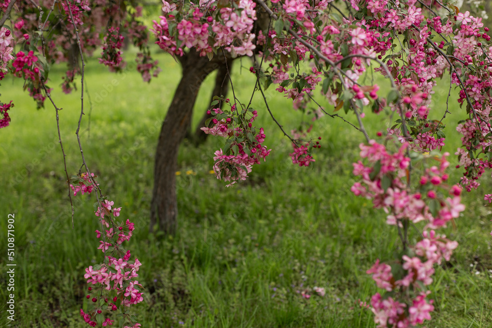 Blooming tree with pink flowers, green grass, spring time concept.