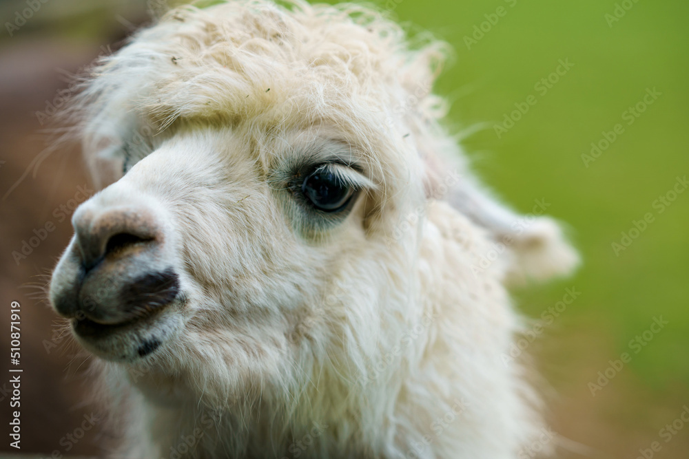 Cute alpaca ama, llama in animal farm. Beautiful alpaca or llama in paddock cade. Animal portrait eating hay. Close up tender alpaca in llama farm or zoo. Furry lama feeding care concept