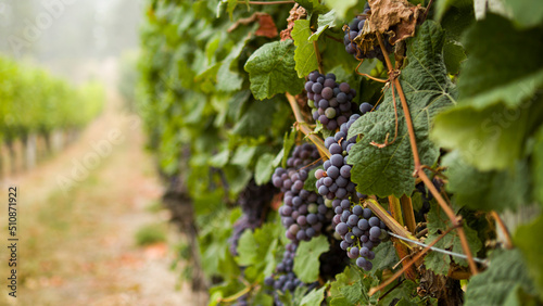 Purple grapes in vine branch 