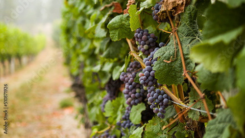 grapes in vineyard in winery photo