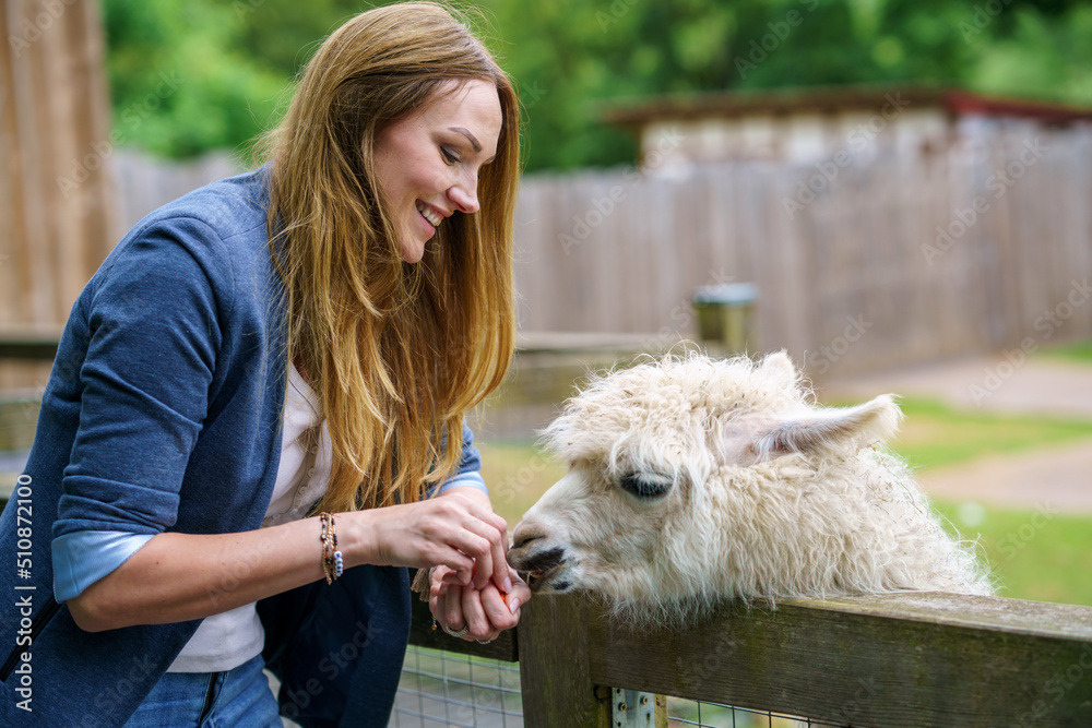 Young european woman feeding fluffy furry alpacas lama. Happy excited adult feeds guanaco in a wildlife park. Family leisure and activity for vacations or weekend Young european woman feeding fluffy furry alpacas lama. Happy excited adult feeds guanaco in a wildlife park. Family leisure and activity for vacations or weekend