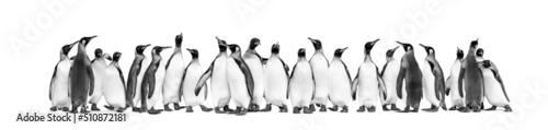 Foto Black and white view of Colony of king penguins together, isolated on white