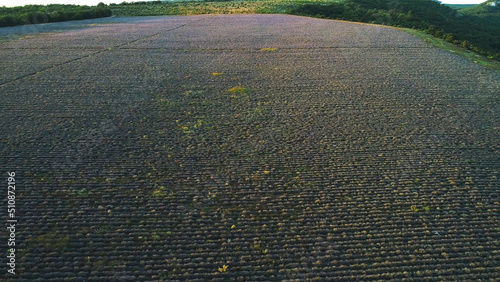 Aerial view of the beautiful sunrise above the large lavender field. Shot. Landscape in Valensole plateau  Provence  France  Europe