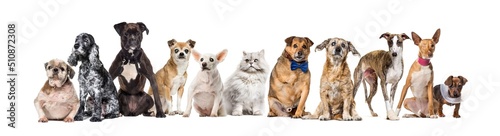 Photography Group of sick, blind, injured, disabled dogs and cat standing in a row, isolated