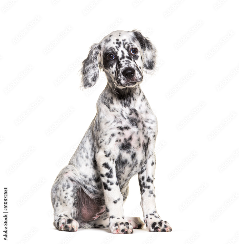 Sitting Puppy english setter spotted black and white, two months old, Isolated