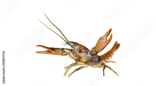 Side view of stone crayfish showing its claws, Austropotamobius torrentium, is a freshwater crayfish, isolated on white