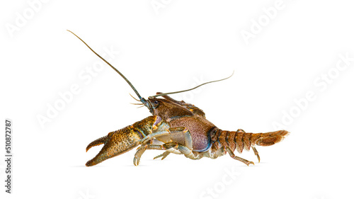 Side view of stone crayfish, Austropotamobius torrentium, is a freshwater crayfish, isolated on white photo