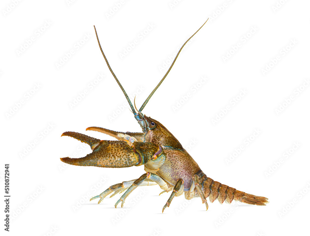 Side view of stone crayfish, Austropotamobius torrentium, is a freshwater crayfish, isolated on white Side view of stone crayfish, Austropotamobius torrentium, is a freshwater crayfish, isolated on white