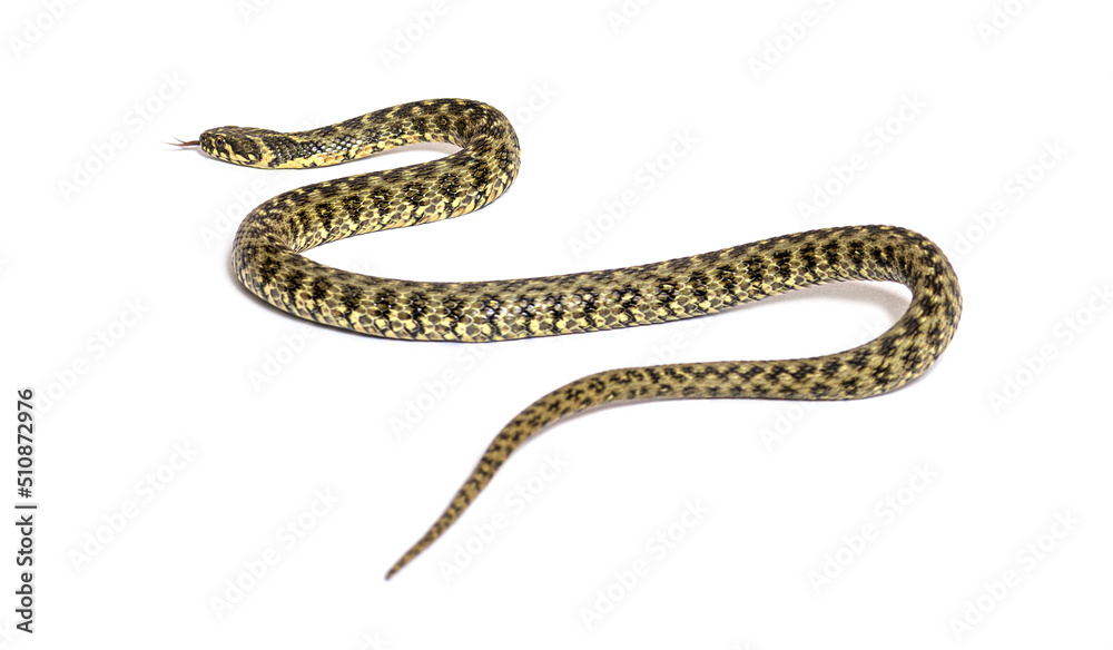 Fototapeta premium Viperine water snake crawling away, Natrix maura, nonvenomous and Semiaquatic snake, Isolated on white