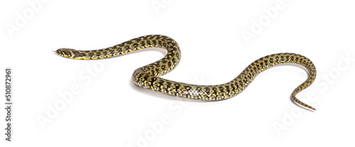 Photo Viperine water snake crawling away, Natrix maura, nonvenomous and Semiaquatic sn