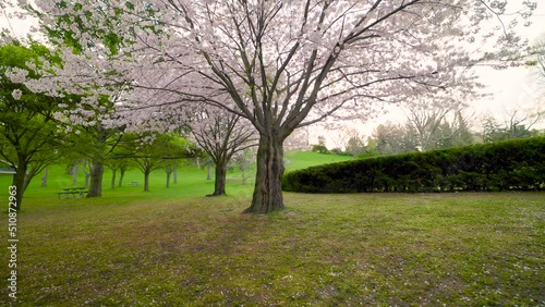 Cherry Blossom Sakura Tree in Full Bloom pink scattered petals on the ground in springtime High Park Toronto photo