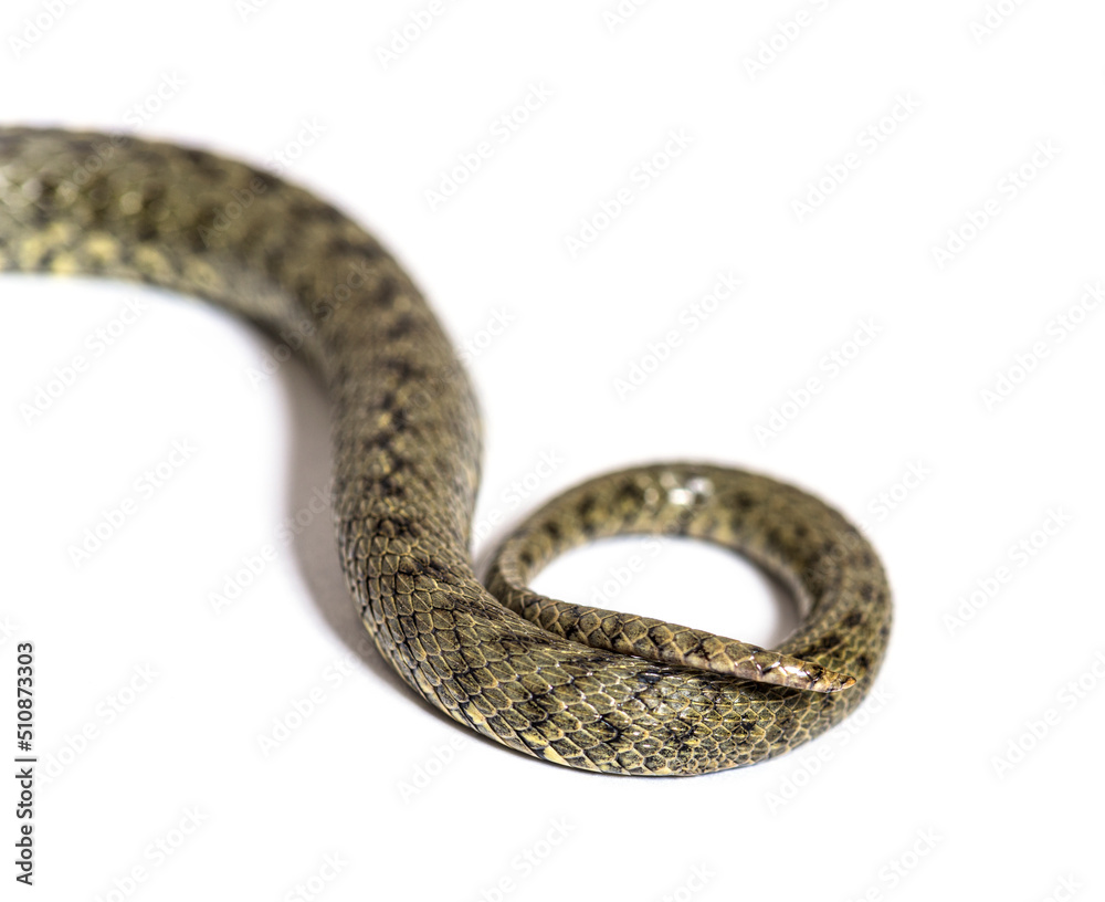 Snake tail of Viperine water snake, Natrix maura, nonvenomous and Semiaquatic snake, Isolated on white Snake tail of Viperine water snake, Natrix maura, nonvenomous and Semiaquatic snake, Isolated on white