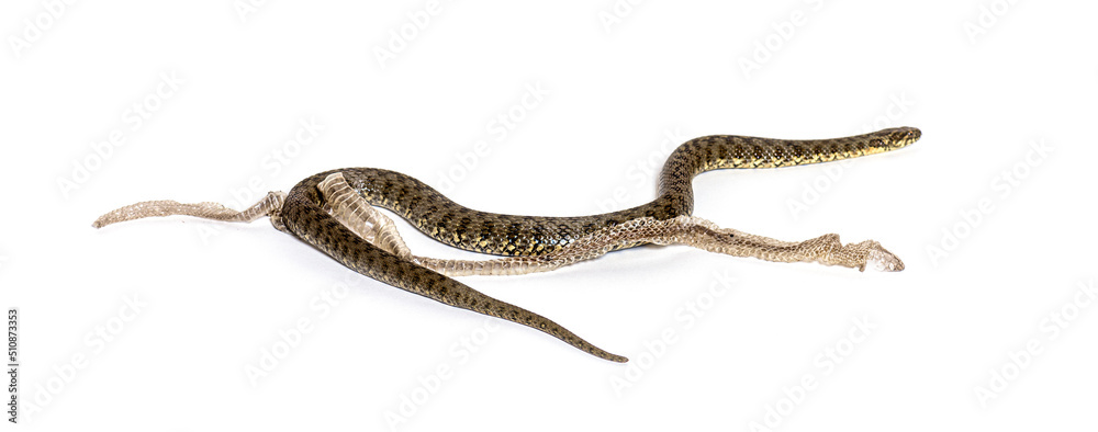 Fototapeta premium Viperine water snake, Natrix maura, Shedding Skin UK Molting, nonvenomous and Semiaquatic snake, Isolated on white