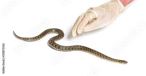 Gloved Human hand catching a viperine water snake, Natrix maura, , nonvenomous and Semiaquatic snake, Isolated on white