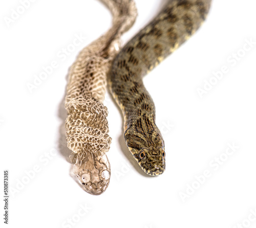 Canvas Print Viperine water snake, Natrix maura, Shedding Skin UK Molting, Shed or Moult, non
