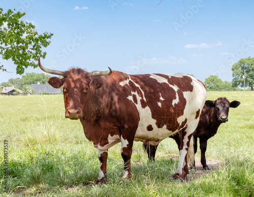 cow in the field