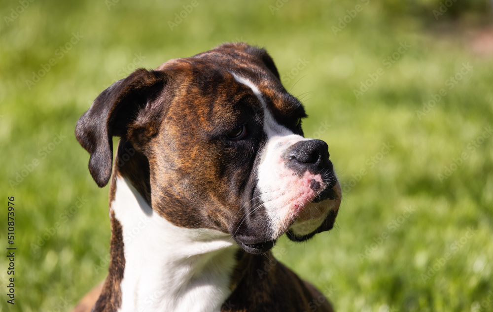 Adorable Boxer Dog relaxing on grass outside. Sunny day Adorable Boxer Dog relaxing on grass outside. Sunny day