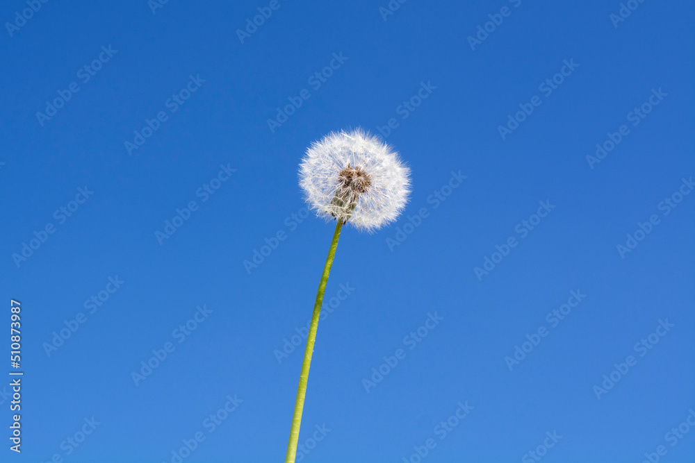 dandelion on the background of a blue sky The concept of summer