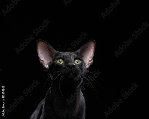oriental black cat on a dark background. graceful pet