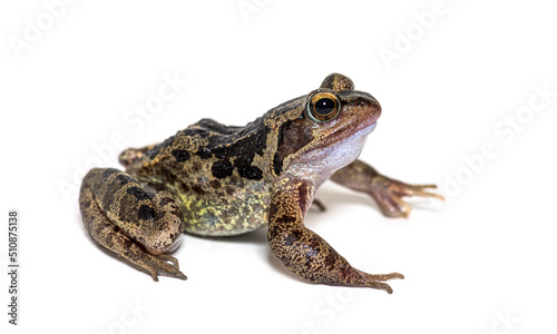European common frog, Rana temporaria, isolated on white