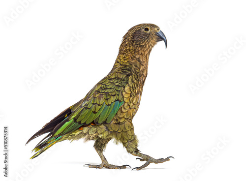 Kea bird waliking, Nestor notabilis, or Alpine parrot, isolated on white