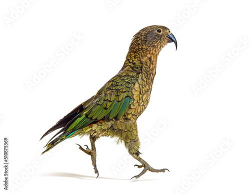 Kea, Nestor notabilis, or Alpine parrot, Jumping in front of white background