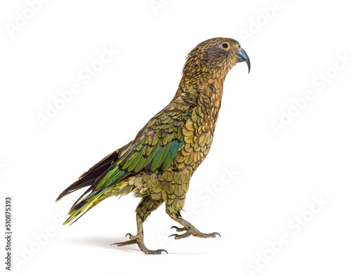 Kea, Nestor notabilis, or Alpine parrot, Jumping in front of white background