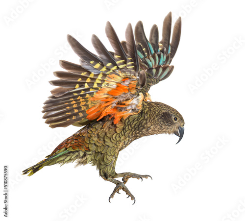 Kea Bird, Nestor notabilis, or Alpine parrot, flying, isolated on white photo