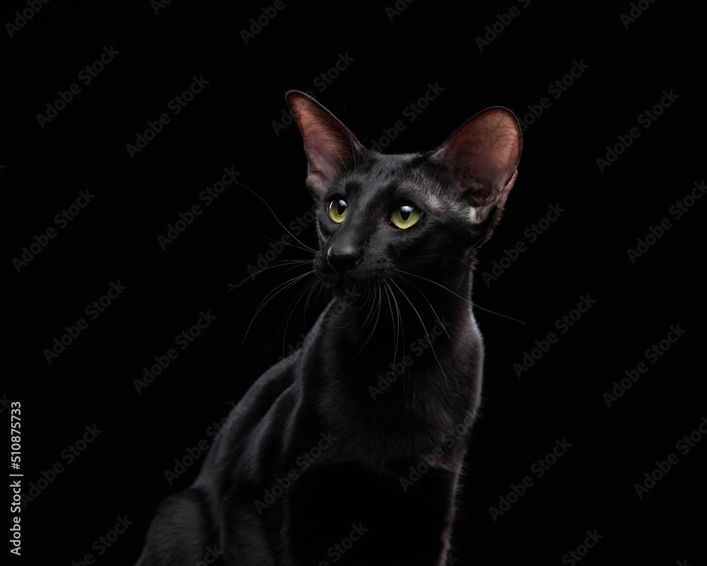 oriental black cat on a dark background. graceful pet oriental black cat on a dark background. graceful pet