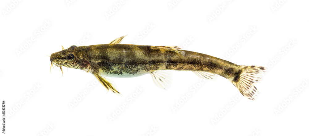 Side view of a Stone loach, Barbatula barbatula, European species, isolated on white Side view of a Stone loach, Barbatula barbatula, European species, isolated on white