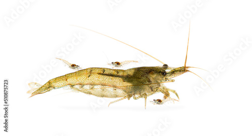 Mother and babies freshwater shrimp, Atyaephyra desmaresti, Caridine, on white © Eric Isselée