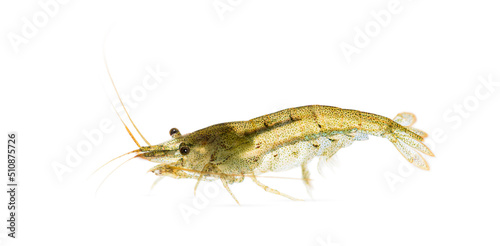Atyaephyra desmaresti, Caridine, freshwater shrimp, isolated on white