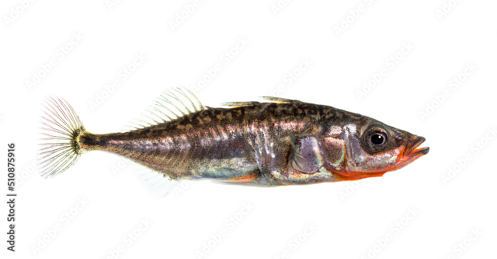 Three-spined stickleback, Gasterosteus aculeatus, isolated on white Three-spined stickleback, Gasterosteus aculeatus, isolated on white