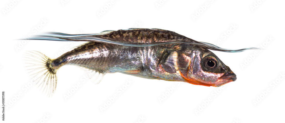 Three-spined stickleback, Gasterosteus aculeatus, isolated on white Three-spined stickleback, Gasterosteus aculeatus, isolated on white