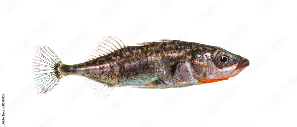 Three-spined stickleback, Gasterosteus aculeatus, isolated on white Three-spined stickleback, Gasterosteus aculeatus, isolated on white