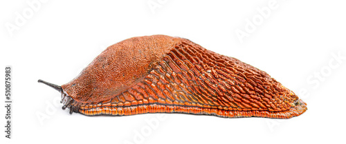 Red slug, Arion rufus, isolated on white