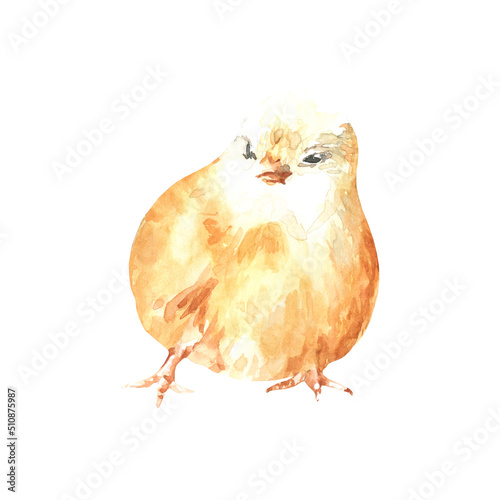 Watercolor farm animal chick. Single chicken isolated cute spring flora animal. Nursery woodland illustration.Farmhouse animsl for baby shower invitation, nursery decor, print, greeting card photo