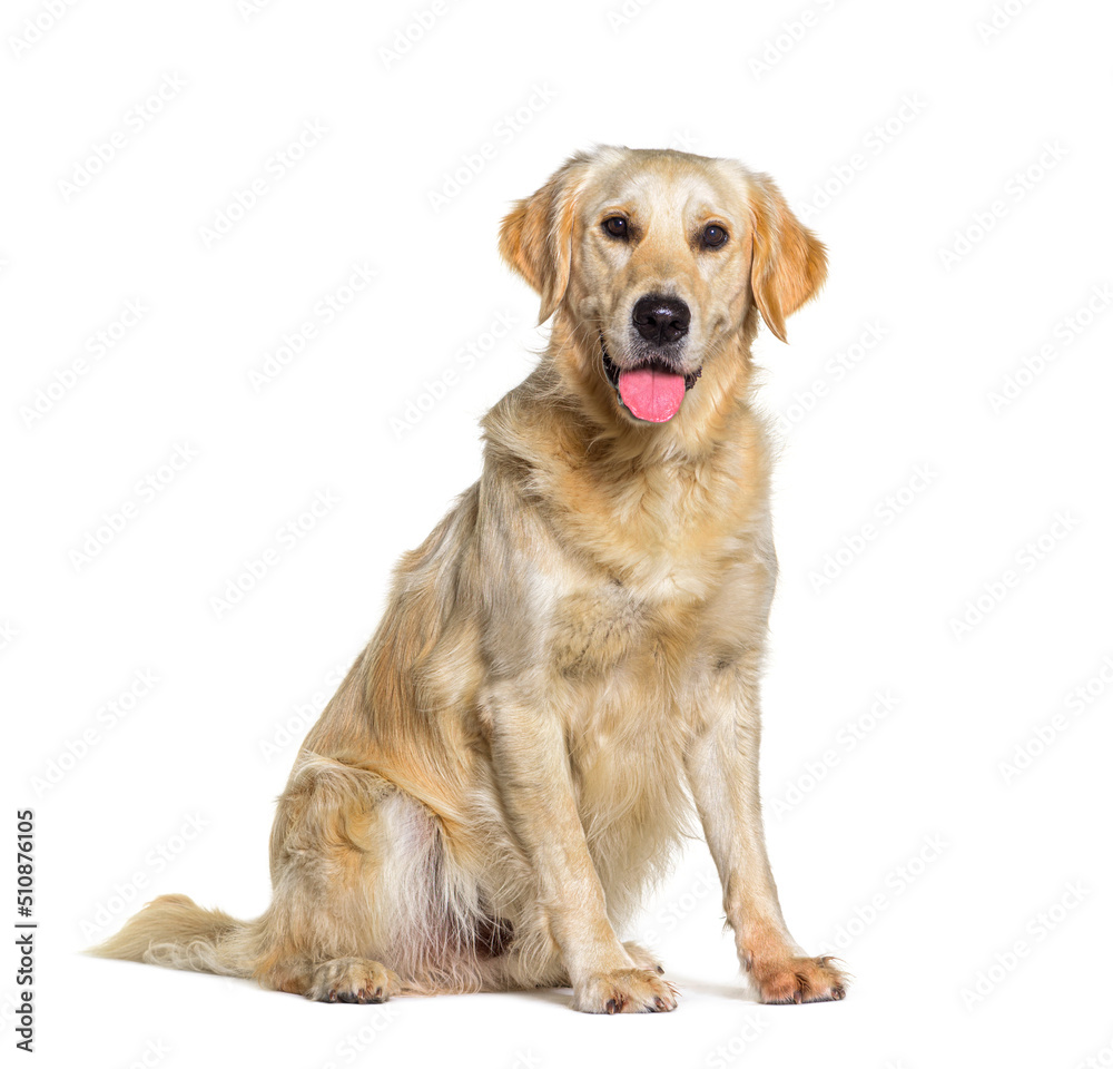 Sitting yellow Golden retriever dog panting, isolated on white Sitting yellow Golden retriever dog panting, isolated on white