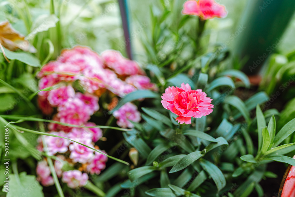 Ornamental garden carnation flower in flowerpot on blurred garden background Ornamental garden carnation flower in flowerpot on blurred garden background