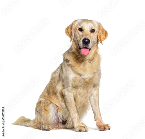 Sitting yellow Golden retriever dog panting  isolated on white